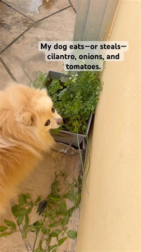 My dog ​​eats—or steals—cilantro, onions, and tomatoes.#dog #pets #food #cute #fun