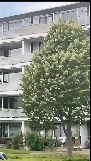 Een special shout-out aan onze NDPers 💜 en sympathisanten buiten Suriname. Zit je in het buitenland en hangt jouw vlag ook uit? Laat zien ⬇️ in de comments 💬 | Nationale Democratische Partij