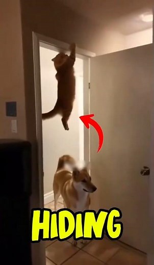 Funniest Cat & Dog Moments You Can’t Miss!😸🐶🤣