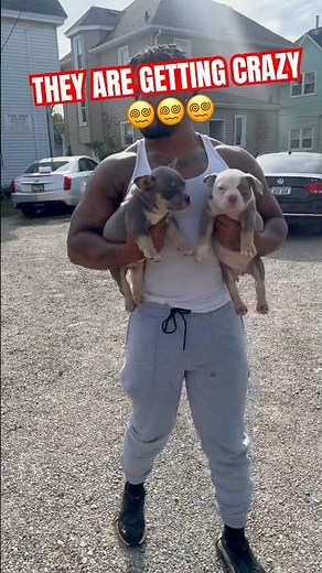 CRAZIEST PUPPIEST EVER😵‍💫😵‍💫😵‍💫 #funny #americanbully #puppies #americanbullies #viral #pup