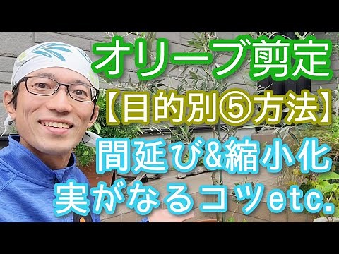 【オリーブの木の剪定】目的別5つのポイントで手入れが楽しくなる(2024年7月)🍃🎶