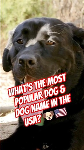 What’s the Most Popular Dog & Dog Name in the USA? 🐶