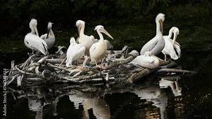 American white pelican (Pelecanus erythrorhynchos) is large aquatic soaring bird from order Pelecaniformes. It breeds in interior North America, moving south and to coasts, as far as Central America Stock Video