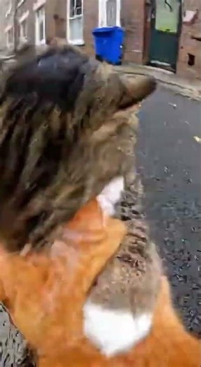 Cat Fight from a Cat’s POV — Epic Collar Camera Footage