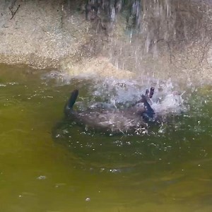 One of the otter boys is LOVING his waterfall | San Antonio Zoo