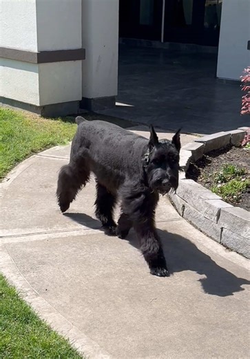 Bonnie's Stylish Haircut: A Pup Transformation
