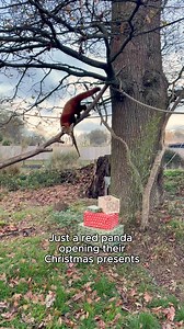 96K views · 1.5K reactions | Nilo the red panda with his pressies ✨⁣...