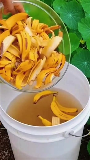This organic fruit peel enzyme is the ultimate secret for lush leaves and vibrant flowers. 🌸 Perfect for eco-conscious seniors and home gardeners! ☀️ It’s free, natural, and smells great. 🚀 Turn on captions for more global gardening secrets! 🌍 ​Do you compost your fruit peels? Yes or No? ​#TrendingGardening #OrganicFertilizer #ZeroWaste #HomeGarden #Shorts