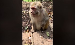 A simple moment of monkey and human friendship