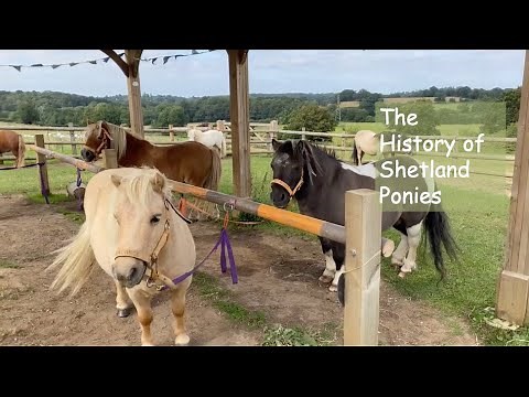 Learn about the Shetland Pony: Part 2 The History of Shetland Ponies TV Episode 380
