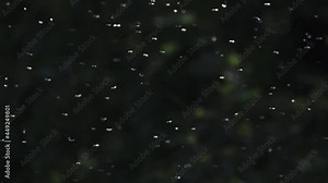 Caddis fly Trichoptera wander on a summer day on the riverbank, insects swarming. Caucasus. Super slow motion 1000 fps.