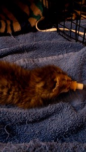 26K views · 3.3K reactions | This is the first video we took of Mercury, a few days after we got him. He was already figuring out how to wiggle off his heating pad to come get his kitten milk, and his eyes were just starting to open. #tbt | Raising Mercury | Facebook