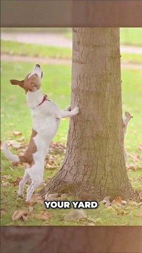 Why Is Your Dog Barking So Much This Fall?