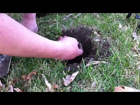 Mole trapping made easy (spring 2012)