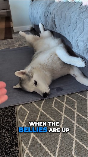 Here is an update on Memphis and the abcess tooth she had pulled yesterday! How is this old dog doing? Here is a video to let you know how she is! | Gone to the Snow Dogs