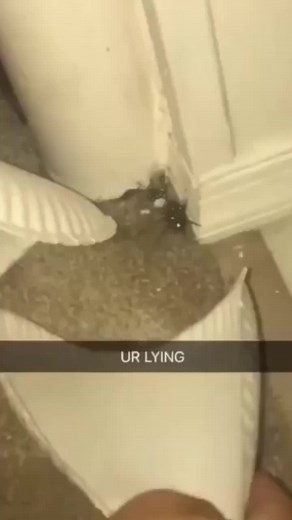 the world needs to know about the time a spider gave birth to like 100000 baby spiders in my basement 😭😭😭