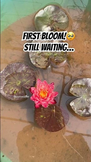 My First Water Lily Bloom & A Lotus That Still Won’t Flower 🥹🌸 #gardening #youtubeshorts