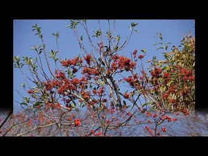 秋の自然教育園と自然観察公園