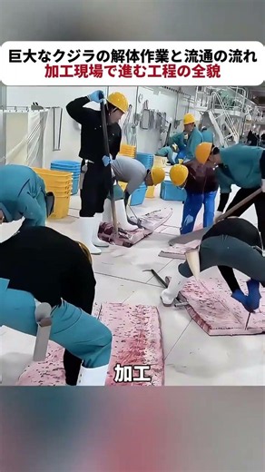 巨大なクジラの解体作業と流通の流れ：加工現場で進む工程の全貌 #海洋 #クジラ #加工現場
