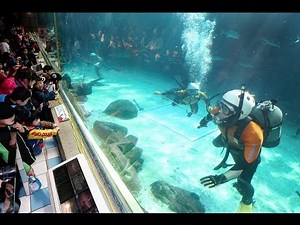 須磨海浜水族園で「海猿」が公開訓練