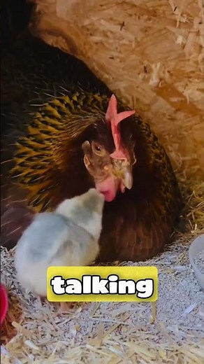 🐔 You Won't Believe How Smart Chickens Really Are! 🤯 | Amazing Chicken Facts