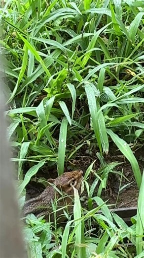 Morning chipmunk song 😊. #chipmunk #chirp #backyardfriends #morning