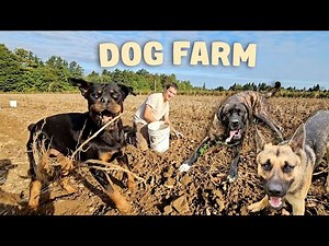 Dogs are Farmers Best Friends. The Best Dog Clips on Our Farm Over The Years