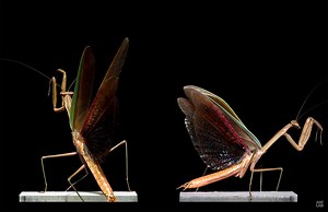 Video: These mesmerizing insect flight sequences were shot at 6,000 frames per second