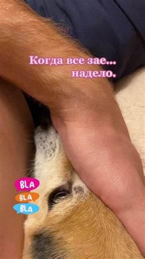 Ляля и Момо: Забавные собаки в Лалаланд