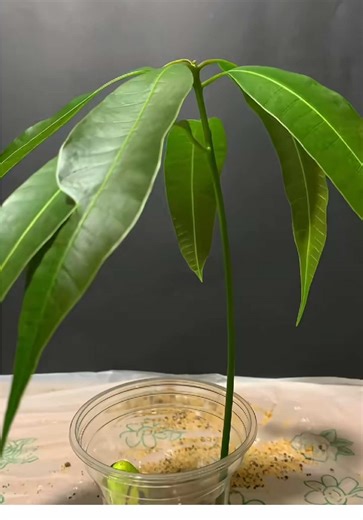 Timelapse of Plants Growing in Nature