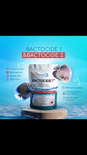 Discus x | Royal Discus Montréal