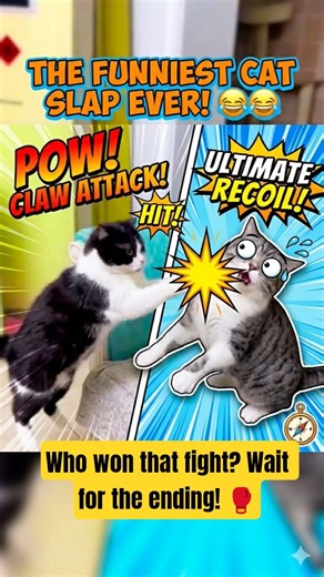 Cat Slap Battles are getting out of hand! 😹 #shorts #funny #foryou #cat #memearchive #newmemes