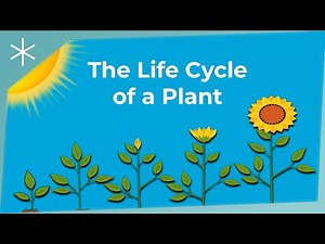 The Life Cycle of a Plant