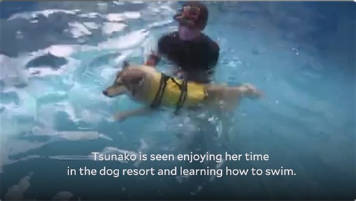 SUMMER READY HUSKY WATCH: A Husky is learning to swim. Fur-parent Shiharu Tokiwa shared a video of her dog Tsunako enjoying her time in a resort and learning how to swim. Tokiwa told the Inquirer that she didn’t expect Tsunako to excitedly jump in the pool as it is her first time being in such an environment. Aside from swimming,Tsunako also enjoys outdoor activities and running. Tokiwa mentioned that she wants others to understand that pets are also family. "Our advocacy is putting the physical