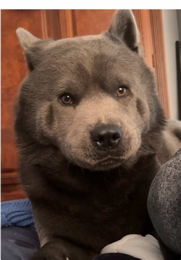 Is anyone else’s chow a bed licker? #chowchow #cleaning | Chow Chow