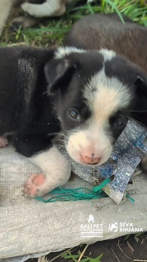 Why is it important to #neuter male #dogs and #cats?⏬⏬ While females bear and nurture offspring, it's the males that are the main contributors to #breeding. Male dogs have a keen sense of smell and can travel up to 5 kilometers to find females in heat, potentially impregnating them, even if they are not in his immediate vicinity. This is especially prevalent in areas with a free-roaming culture like #Bali. Neutering addresses 90% of marking issues, even in cats with a history of such #behavior. 