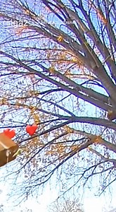 On September 12, 2020, in Portland, Oregon, a homeowner captured footage of a squirrel stealing an Amazon package left on the front porch. The video showed the animal dragging the parcel across the yard and carrying it all the way up into a nearby tree, leaving the delivery torn open below. The unexpected theft amused viewers online, and no damage beyond the missing package was reported. The videos and stories are made using Ai similar to the real events that took place. | Chris And Jasmin