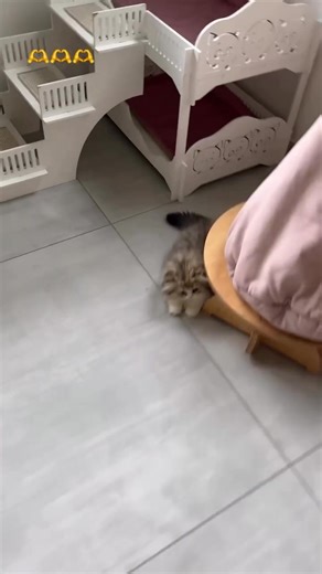 Looking for a fluffy new best friend? Our purebred Persian kittens are ready for their forever homes! Sweet-tempered, playful, and raised with love, they make the perfect addition to any family. 👇👇👇👇 Visit www.purepersiankitten.com to see available kittens and reserve yours today! #PersianKittens #CatsForAdoption #KittenForSale #PersianCatLovers #FluffyKittens #CatBreeder #AvailableKittens #KittensOfInstagram #CuteCats #CatLovers #AdoptDontShop #CatLife #CatMom #CatDad #KittensForAdoption #P