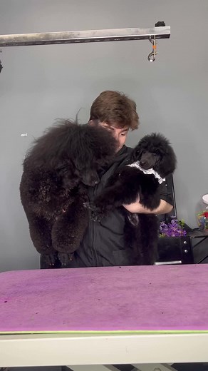 Adorable Poodle Puppy's First Grooming Experience