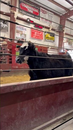 Utah Cattle Auction / Andersen Livestock Auction / 5 Dollar Live Weight Sale 3/17/26