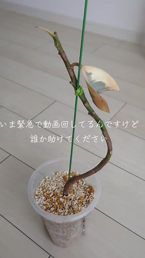 フィカスティネケの復活方法を教えてください！