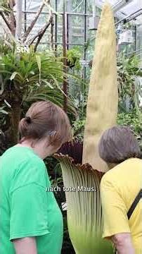 Seltenes Ereignis: Größte Blume der Welt blüht an Uni Hohenheim in Stuttgart