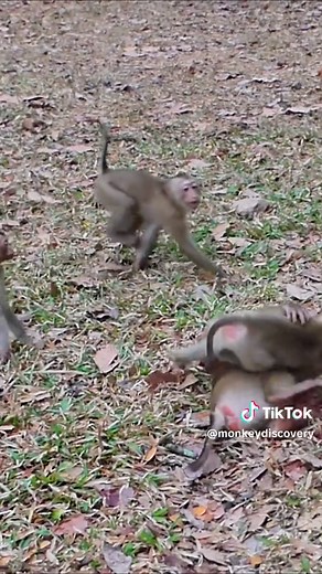 Life Lessons from Luna the Baby Monkey