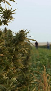 Did you know that hemp is used to create products we use everyday? It's true! The uses of hemp range from clothing to rope to plastics to supplements and more. There’s no denying the fact that hemp is a superhero plant, with likely many amazing uses that we’re still exploring today. This National Hemp Day, we invite you to join us in spreading the truth about hemp, to celebrate our storied history with it, and to look forward to discovering even more ways to use hemp to take better care of our b