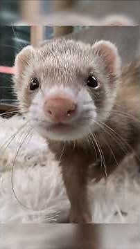 Day 1 Owning Ferrets 🦦 Beginner’s Guide + Free Checklist