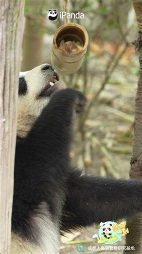 The World Is A Huge Bamboo Tube, And I'm Still Chasing My Apple | iPanda #shorts
