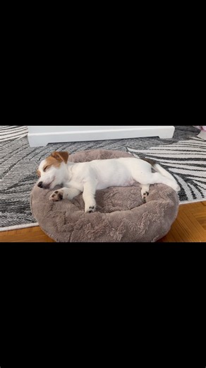 Sleep and sunshine 🐶🩷 How cute can puppy be? Just watching this relief’s stress 100% 🩷
