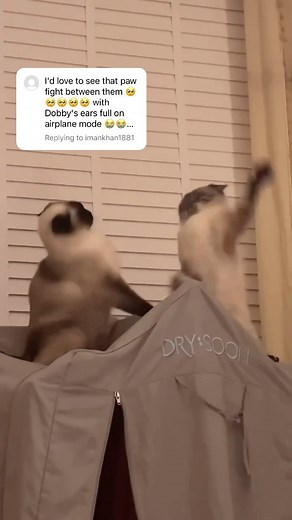 10K views · 1.8K reactions | Here’s the extended version of the slap fight 﫶 enjoy ☺️ | Thatcatdobby | Facebook