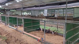 1.4K views · 42 reactions | The essence of double-tier housing for your native chickens | Philippine Native Chicken | Facebook