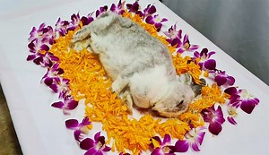 So long, bun-bun: Animal lovers give proper send-off to discarded Yishun bunny | Coconuts